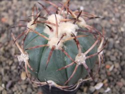 Echinocactus horizonthalonius květináč 5,5 cm