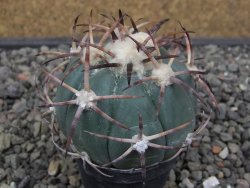 Echinocactus horizonthalonius květináč 5,5 cm - 12412697
