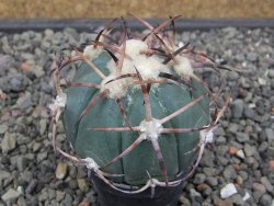 Echinocactus horizonthalonius květináč 5,5 cm - 12412698