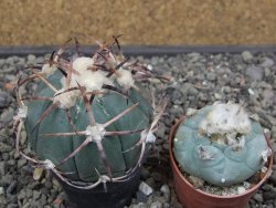 Echinocactus horizonthalonius květináč 5,5 cm - 12412699