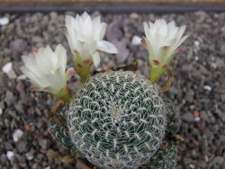 Sulcorebutia roberto vasquezii LH 1424 Chicisaca květináč 5,5 cm - 12412721