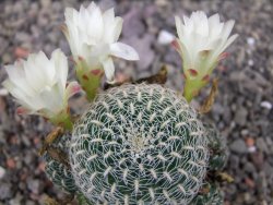 Sulcorebutia roberto vasquezii LH 1424 Chicisaca květináč 5,5 cm - 12412722