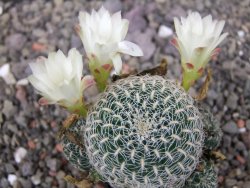 Sulcorebutia roberto vasquezii LH 1424 Chicisaca květináč 5,5 cm - 12412726