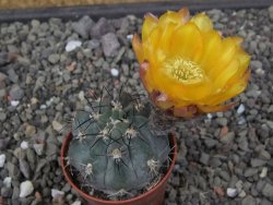 Acanthocalycium glaucum pot 5,5 cm