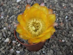 Acanthocalycium glaucum pot 5,5 cm - 12412728