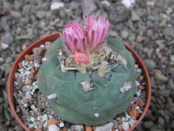 Lophophora fricii květináč 6,5 cm - 12412760