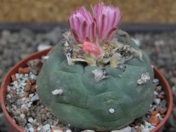 Lophophora fricii květináč 6,5 cm