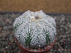 Astrophytum Super Kabuto X red flower oibo, pot 5,5 cm - 12412767