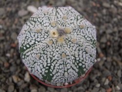 Astrophytum Super Kabuto X red flower oibo, pot 5,5 cm - 12412768