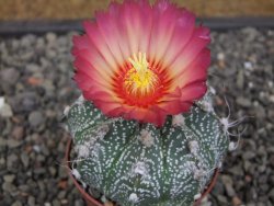 Astrophytum niveum X red flower oibo, pot 6,5 cm