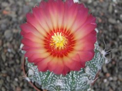 Astrophytum niveum X red flower oibo, pot 6,5 cm - 12412770
