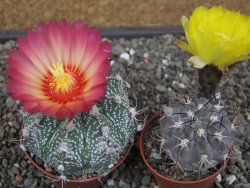 Astrophytum niveum X red flower oibo, pot 6,5 cm - 12412773