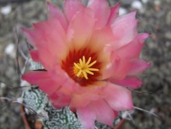 Astrophytum niveum X red flower oibo, pot 6,5 cm - 12412776