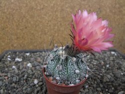 Astrophytum niveum X red flower oibo, pot 6,5 cm - 12412777