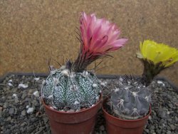 Astrophytum niveum X red flower oibo, pot 6,5 cm - 12412779