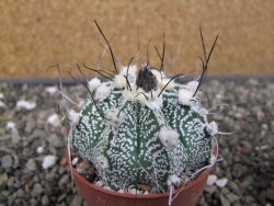 Astrophytum niveum X red flower oibo, pot 6,5 cm - 12412783