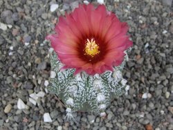 Astrophytum capricorne X red flower oibo, pot 6,5 cm - 12412786