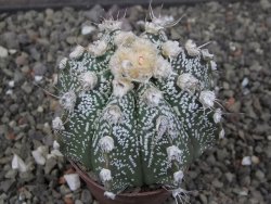Astrophytum capricorne X red flower oibo, pot 6,5 cm - 12412791