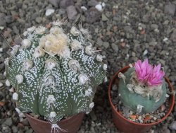 Astrophytum capricorne X red flower oibo, pot 6,5 cm - 12412794