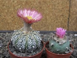 Astrophytum Super Kabuto X red flower oibo, pot 6,5 cm - 12412799