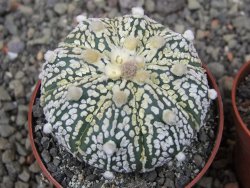 Astrophytum Super Kabuto X red flower oibo, pot 6,5 cm - 12412801