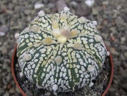 Astrophytum Super Kabuto X red flower oibo, pot 6,5 cm - 12412803