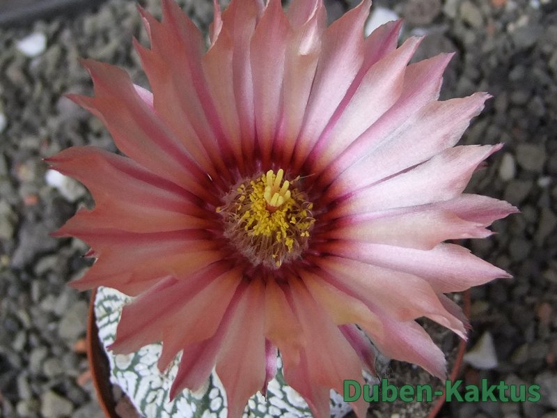 Astrophytum Super Kabuto X red flower oibo, pot 8 cm