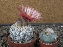 Astrophytum Super Kabuto X red flower oibo, pot 8 cm - 12412808