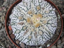 Astrophytum Super Kabuto X red flower oibo, pot 8 cm - 12412810