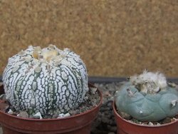 Astrophytum Super Kabuto X red flower oibo, pot 8 cm - 12412811