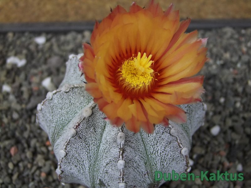 Astrophytum coahuilense X red flower oibo, pot 6,5 cm