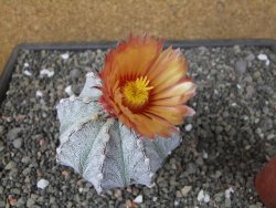 Astrophytum coahuilense X red flower oibo, pot 6,5 cm - 12412813