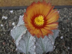 Astrophytum coahuilense X red flower oibo, pot 6,5 cm