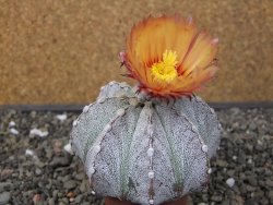 Astrophytum coahuilense X red flower oibo, pot 6,5 cm - 12412815