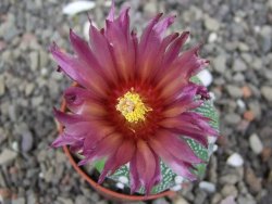 Astrophytum asterias X akabana oibo, květináč 5,5 cm - 12412851
