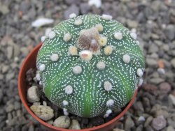 Astrophytum asterias X akabana oibo, květináč 5,5 cm - 12412853