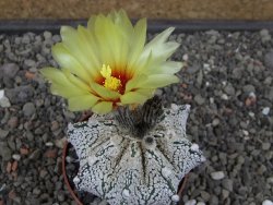 Astrophytum Z Jasenné pot 6,5 cm