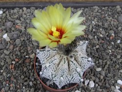 Astrophytum Z Jasenné pot 6,5 cm - 12412874