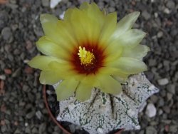 Astrophytum Z Jasenné pot 6,5 cm - 12412875