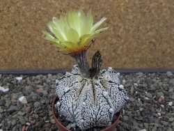 Astrophytum Z Jasenné pot 6,5 cm - 12412876