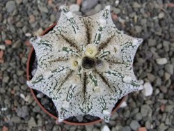 Astrophytum Z Jasenné pot 6,5 cm - 12412878
