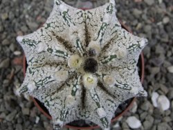 Astrophytum Z Jasenné pot 6,5 cm - 12412880