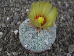 Astrophytum Z Jasenné pot 5,5 cm