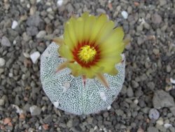 Astrophytum Z Jasenné pot 5,5 cm - 12412882
