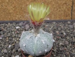 Astrophytum Z Jasenné pot 5,5 cm - 12412883