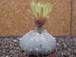 Astrophytum Z Jasenné pot 5,5 cm - 12412885