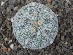 Astrophytum Z Jasenné pot 5,5 cm - 12412886