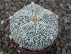 Astrophytum Z Jasenné pot 5,5 cm - 12412887