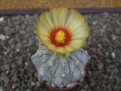Astrophytum Z Jasenné pot 5,5 cm