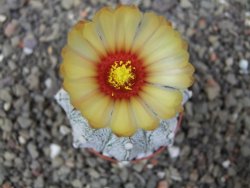 Astrophytum Z Jasenné pot 5,5 cm - 12412889